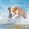 Dog In Water paint by number