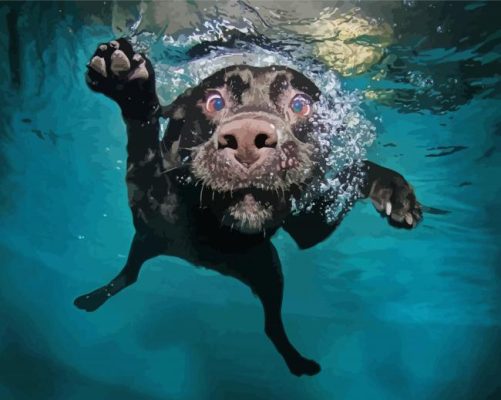 Black Dog Swimming paint by number p