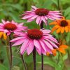 Pink Echinacea paint by numbers