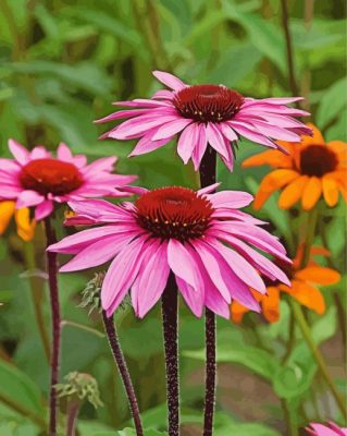 Pink Echinacea paint by numbers