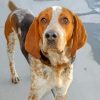 American English Coonhound paint by numbers