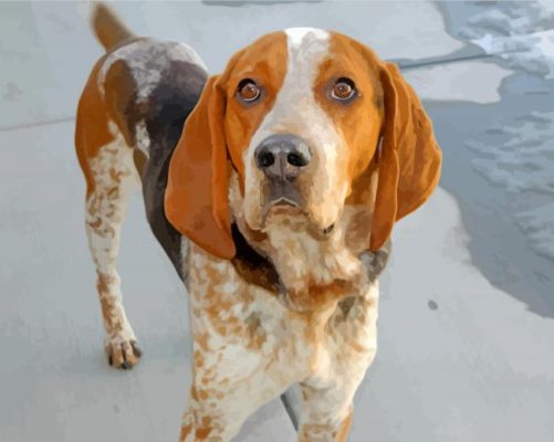 American English Coonhound paint by numbers
