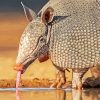 Armadillo paint by numbers