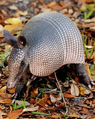 Aesthetic Aardvark paint by numbers