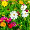 Beautiful Wild Flower Meadow paint by number