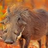 Common Warthog Common Warthog paint by numbers