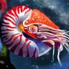 Nautilus Animal Art paint by numbers