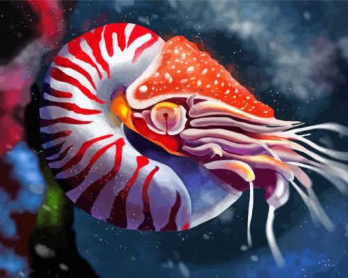 Nautilus Animal Art paint by numbers