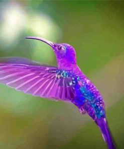 Purple Hummingbird paint by numbers