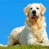 English Golden Retriever paint by numbers