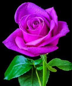 Aesthetic Purple Rose paint by numbers