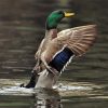 Incoming Mallard paint by numbers