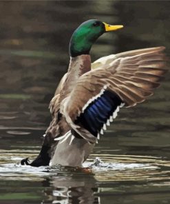 Incoming Mallard paint by numbers