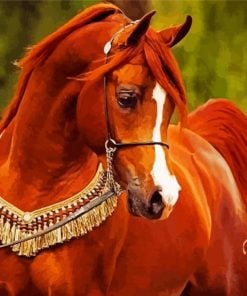 Brown Arabian Horse paint by numbers