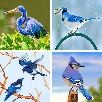 Blue Birds paint by Numbers