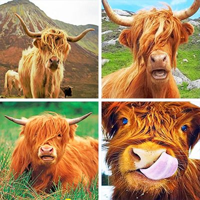 Highland cow Paint by Numbers