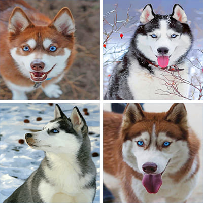 huskies - Paint by numbers - Numeral Paint