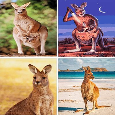 Kangaroo  paint by Numbers