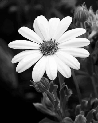 Monochrome Lonely Flower paint by numbers
