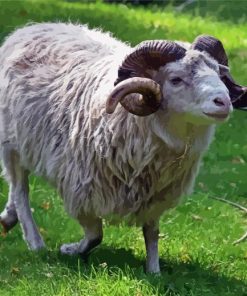 Aesthetic Ram Sheep paint by numbers