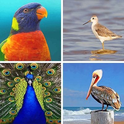 birds painting by Numbers
