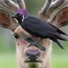 Crow And Deer paint by numbers
