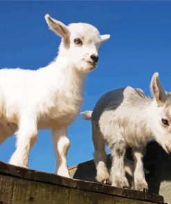 Pygmy Goat paint by numbers