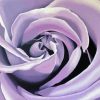 Aesthetic Lilac Rose paint by numbers