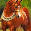 Brown Arabian Horse paint by numbers