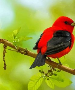 Aesthetic Songbird paint by numbers