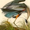 Great Blue Heron Audubon paint by number