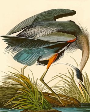 Great Blue Heron Audubon paint by number