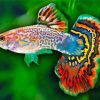 Guppy Fish paint by numbers