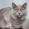 Grey Cat With Orange Eyes paint by numbers