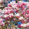 Pink Magnolia Tree paint by numbers