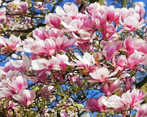 Pink Magnolia Tree paint by numbers