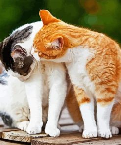 Cat Love paint by numbers