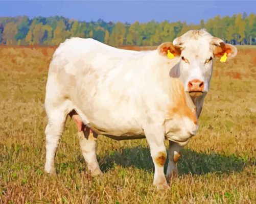Charolais Cattle paint by numbers