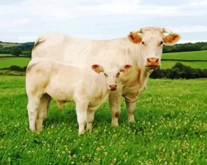 Charolais Cattles paint by numbers