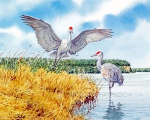 Sandhill Cranes Birds paint by numbers