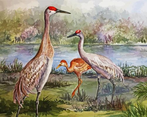 Sandhill Cranes Family paint by numbers