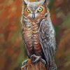 Long Eared Owl paint by numbers