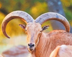 Aoudad Sheep paint by numbers