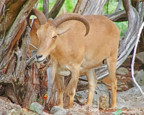 Aoudad Sheep paint by numbers
