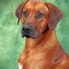 Rhodesian Ridgeback Portrait paint by numbers