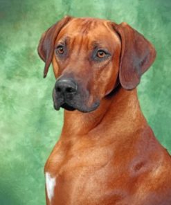 Rhodesian Ridgeback Portrait paint by numbers