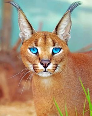 Caracal Blue Eyes paint by numbers