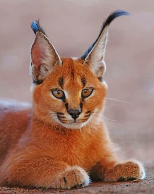 Caracal Cat Animal paint by numbers