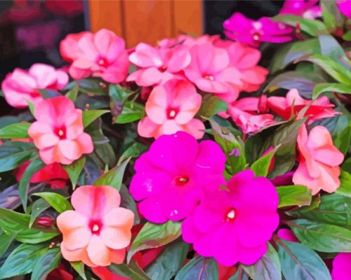 Pink Impatiens Flowers paint by numbers