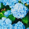Beautiful Hydrangea paint by numbers